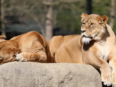 Covid, due leoni contagiati in uno zoo in Croazia