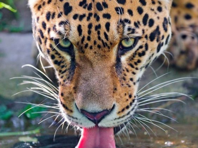 Terrore in India: leopardo si aggira nei villaggi, sbranato un monaco mentre prega