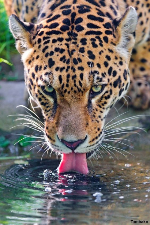 Terrore in India: leopardo si aggira nei villaggi, sbranato un monaco mentre prega