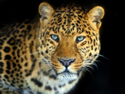 Leopardo attacca un poliziotto provocando il panico nella città iraniana di Mazandaran – VIDEO