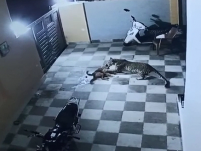 Paura in India: un leopardo prova ad attaccare un cane. Il video virale dell’attacco su internet