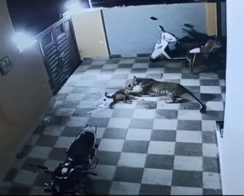 Paura in India: un leopardo prova ad attaccare un cane. Il video virale dell’attacco su internet