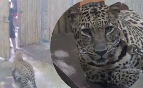 Shock in Thailandia: bimbo israeliano di 2 anni sbranato vivo da un leopardo