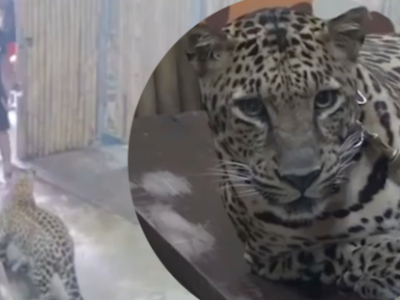 Shock in Thailandia: bimbo israeliano di 2 anni sbranato vivo da un leopardo
