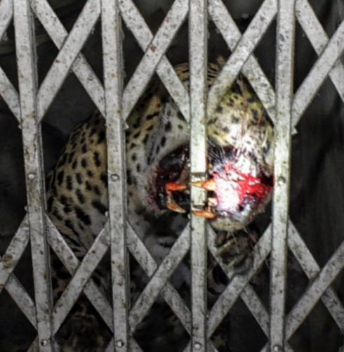 Leopardo irrompe in un tribunale e scatena il panico, sei feriti - Il video