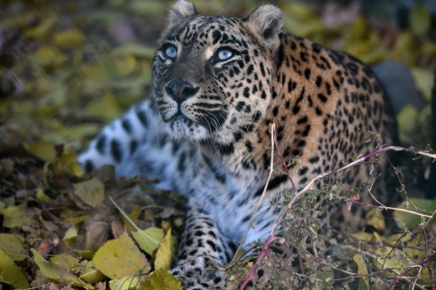 India, bimba di 3 anni decapitata da un leopardo che l'ha rapita dalle ginocchia di mamma nel cortile della sua casa