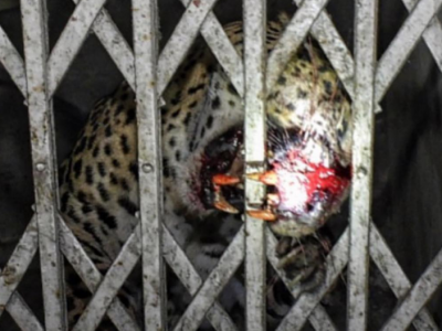 India, donna anziana sbranata da un leopardo vicino alla diga di Sholayar