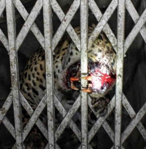 India, donna anziana sbranata da un leopardo vicino alla diga di Sholayar