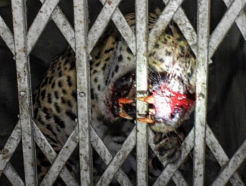 India, donna anziana sbranata da un leopardo vicino alla diga di Sholayar