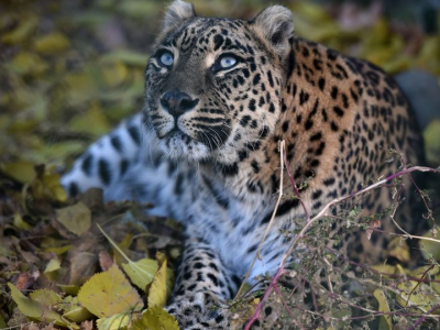 India, bimba di 3 anni decapitata da un leopardo che l'ha rapita dalle ginocchia di mamma nel cortile della sua casa