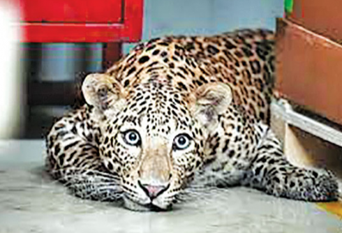 Leopardo entra nello stabilimento della Mercedes-Benz in India – Video
