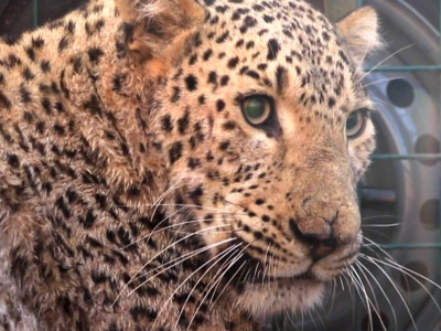 Rara specie di leopardo catturata nel nord dell'Iraq