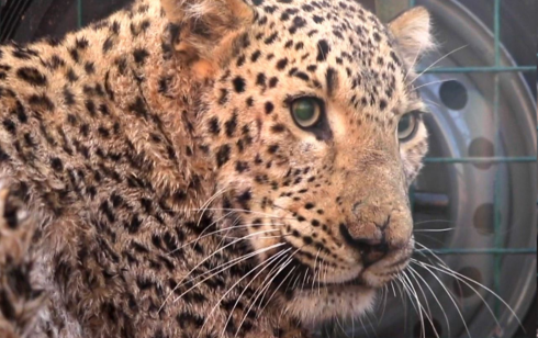 Rara specie di leopardo catturata nel nord dell'Iraq