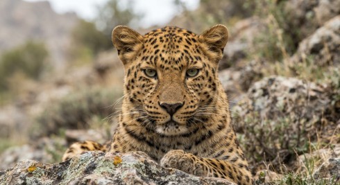 Grave incidente al Safari Park Beekse Bergen: custode cinquantenne azzannata da un leopardo persiano