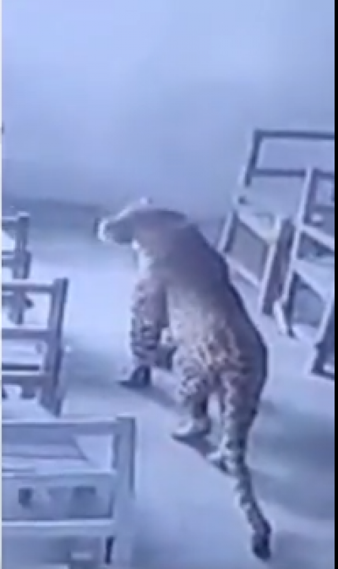 Terrore in India: leopardo entra nella scuola e attacca uno studente in classe - VIDEO