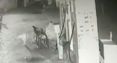 Paura in India: un leopardo prova ad attaccare un uomo che dorme.