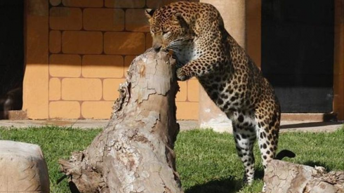 Custode dello zoo di Cordova è stato ferito dopo essere stato attaccato da un leopardo
