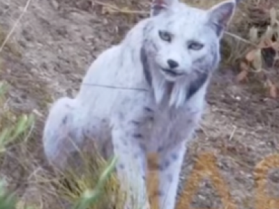 Fotografa una rarissima lince iberica bianca, primo storico scatto