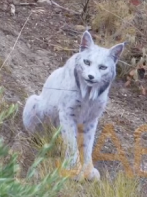 Fotografa una rarissima lince iberica bianca, primo storico scatto