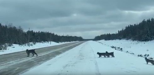 La lince e i suoi cinque cuccioli: le immagini spettacolari.