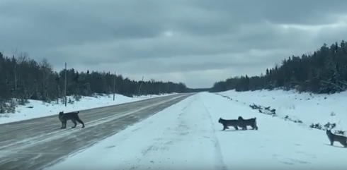 La lince e i suoi cinque cuccioli: le immagini spettacolari. 