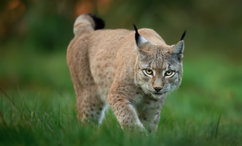 Sul versante valdostano nel Parco Gran Paradiso avvistata ancora una lince – Il video