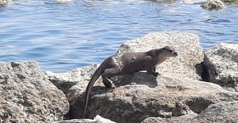 Lontra avvistata per la prima volta alla foce del fiume Ofanto in pieno giorno