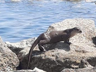 Lontra avvistata per la prima volta alla foce del fiume Ofanto in pieno giorno 