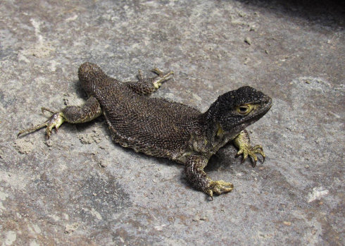 Nuova specie di lucertola scoperta in Perù.