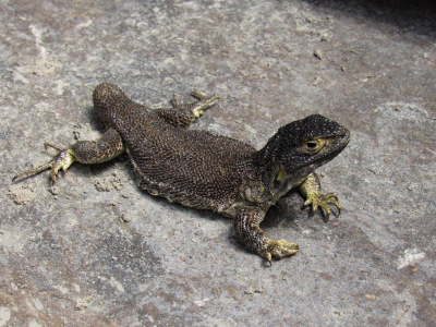 Nuova specie di lucertola scoperta in Perù.