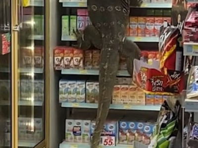 Thailandia, l'intruso nel negozio è la lucertola gigante.