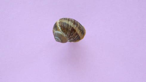 lumaca lumaca