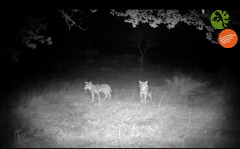 Immagini incredibili, branco di lupi assalta un cinghiale, furiosa battaglia nella notte per la vita - VIDEO