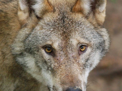 Un lupo selvatico ha attaccato una donna ad Amburgo: questo &egrave; il primo caso in Germania da decenni