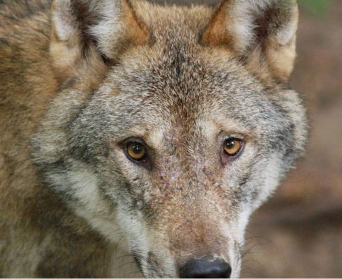 Un lupo selvatico ha attaccato una donna ad Amburgo: questo &egrave; il primo caso in Germania da decenni