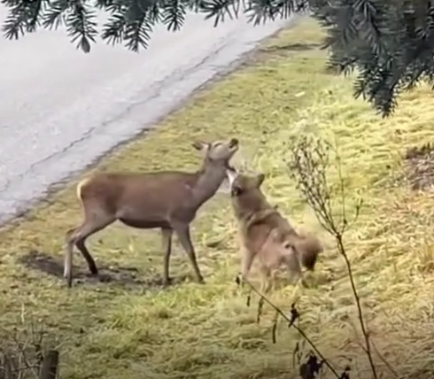 Giovane cervo scappa dal lupo e si rifugia nel recinto di un’abitazione – Il video dell’attacco con la dinamica predatore-preda