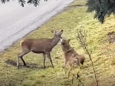 Giovane cervo scappa dal lupo e si rifugia nel recinto di un&rsquo;abitazione &ndash; Il video dell&rsquo;attacco con la dinamica predatore-preda