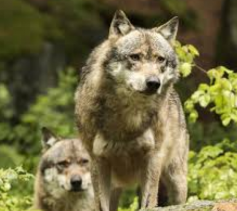 Un lupo uccide un canguro la notte di Natale in una casa privata a Balen, in Belgio.