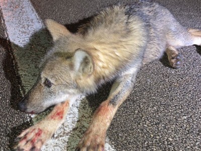 Un cucciolo di lupo trovato ferito sul ciglio della strada a Lecce: soccorso ora è in prognosi riservata. 