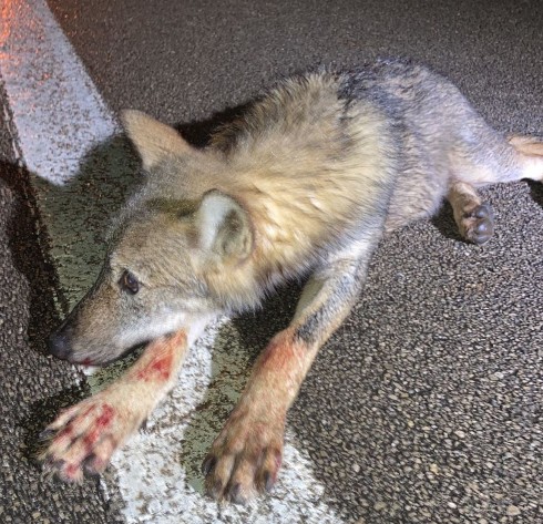 Un cucciolo di lupo trovato ferito sul ciglio della strada a Lecce: soccorso ora è in prognosi riservata. 