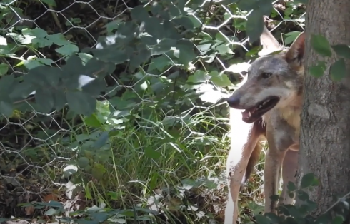 Il lupo degli Alimini sta bene. Dopo la cattura gioca nel Centro Tutela Fuana del Monte Adone - VIDEO