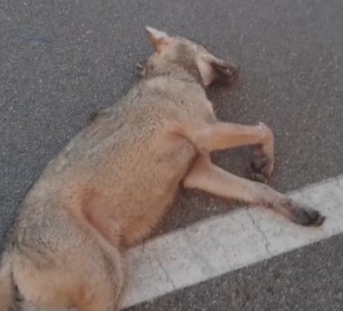 Lecce, lupo trovato morto sul ciglio della strada - VIDEO