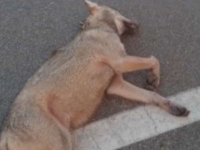 Lecce, lupo trovato morto sul ciglio della strada - VIDEO