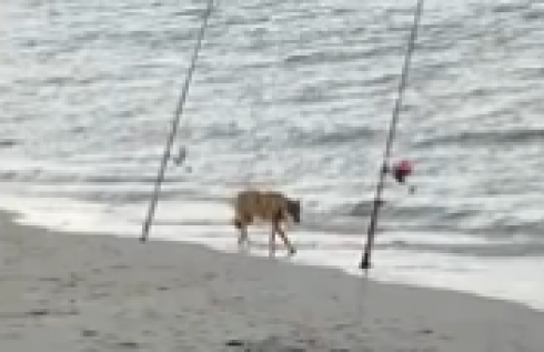 Eccezionale: il lupo bagna le zampe nel mare del Salento - Video