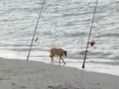 Eccezionale: il lupo bagna le zampe nel mare del Salento - Video