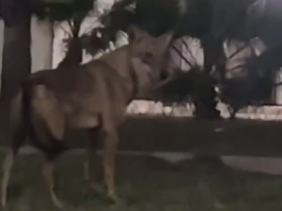 Lupi nel Salento il video dell’ultimo avvistamento a San Cataldo Marina di Lecce