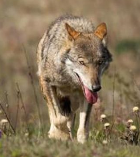 Lupo solitario passeggia su una strada urbana della periferia di Lecce