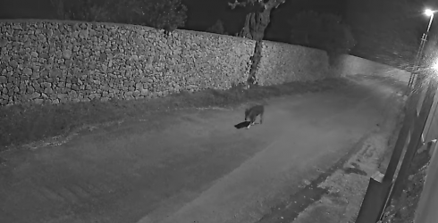 Una coppia di lupi di cui uno ferito avvistata in periferia di Lecce