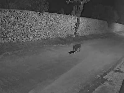 Una coppia di lupi di cui uno ferito avvistata in periferia di Lecce
