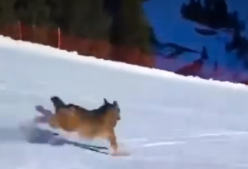 Val di Fiemme, sciatore insegue un lupo e lo fa schiantare, dopo averlo braccato, nelle reti di protezione: Enpa lo denuncia